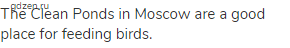 The Clean Ponds in Moscow are a good place for feeding birds.