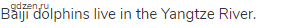 Baiji dolphins live in the Yangtze River.
