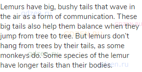 Lemurs have big, bushy tails that wave in the air as a form of communication. These big tails also