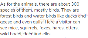 As for the animals, there are about 300 species of them, mostly birds. They are forest birds and
