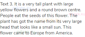 Text 3. It is a very tall plant with large yellow flowers and a round brown centre. People eat the