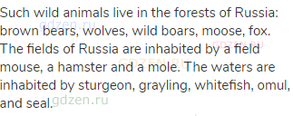 Such wild animals live in the forests of Russia: brown bears, wolves, wild boars, moose, fox. The