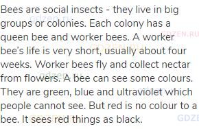 Bees are social insects - they live in big groups or colonies. Each colony has a queen bee and