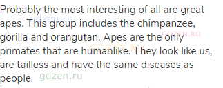 Probably the most interesting of all are great apes. This group includes the chimpanzee, gorilla and