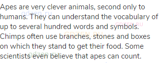 Apes are very clever animals, second only to humans. They can understand the vocabulary of up to