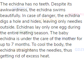 The echidna has no teeth. Despite its awkwardness, the echidna swims beautifully. In case of danger,