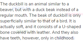 The duckbill is an animal similar to a beaver, but with a duck beak instead of a regular mouth. The
