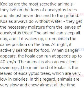 Koalas are the most secretive animals - they live on the tops of eucalyptus trees and almost never
