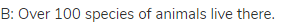B: Over 100 species of animals live there.