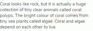 Coral looks like rock, but it is actually a huge collection of tiny clear animals called coral