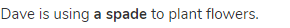 Dave is using <strong>a spade</strong> to plant flowers.