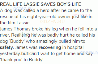 <strong>REAL LIFE LASSIE SAVES BOY'S LIFE </strong><br>