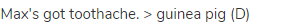 Max's got toothache. > guinea pig (D)