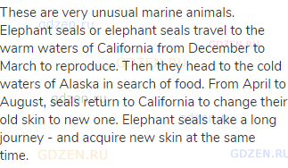 These are very unusual marine animals. Elephant seals or elephant seals travel to the warm waters of