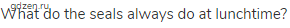 What do the seals always do at lunchtime?