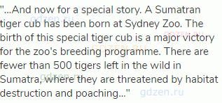 "…And now for a special story. A Sumatran tiger cub has been born at Sydney Zoo. The birth of this