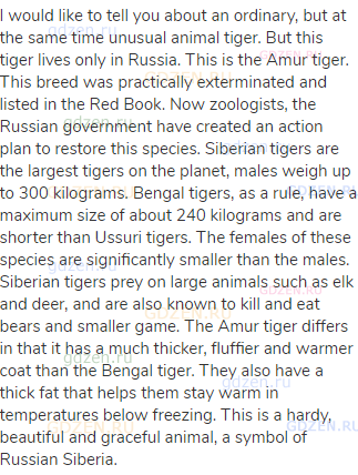 I would like to tell you about an ordinary, but at the same time unusual animal tiger. But this