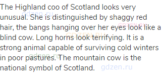 The Highland coo of Scotland looks very unusual. She is distinguished by shaggy red hair, the bangs